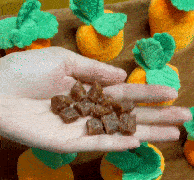 Havuç Bahçesi 🥕🐾